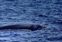Ein seltener Cuvier-Schnabelwal