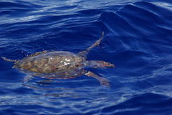 Eine Meeresschildkröte, die sich eine Weile von uns beobachten ließ