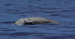  Cuvier-Schnabelwal, gesichtet am 22.04.2010