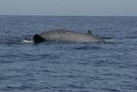 Beim Abtauchen zeigte der Wal einen Teil seiner Schwanzfluke (C) Simone Sander