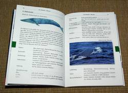 Bestimmungstafel Blauwal
