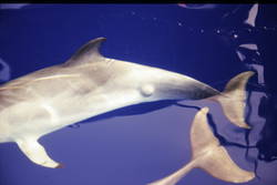 Typ 2: Delfin mit Haut-Abnormalität