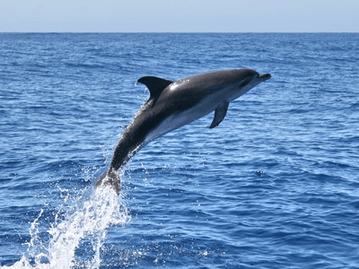 Delfinpatenschaft